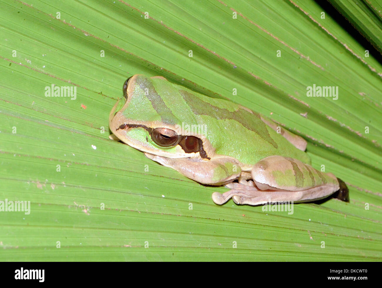 A tree frog hides under a palm leaf. Oro Peninsula. Drake Bay