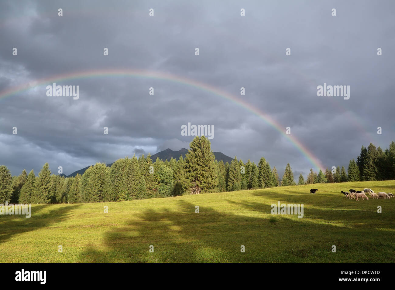 rainbow over Karwendel mountains and sheep pasture, Bavaria, Germany Stock Photo