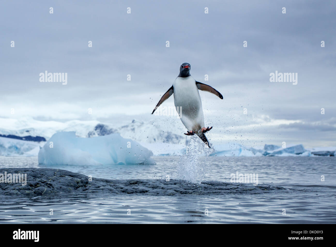 Antarctica, Gentoo Penguins(Pygoscelis papua) leaping from water along Cuverville Island’s shoreline Stock Photo