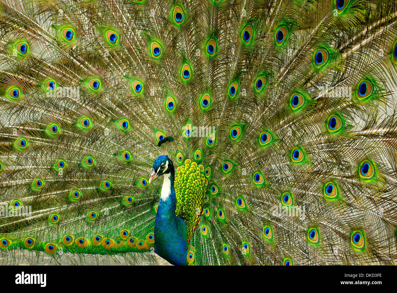 A Male Blue Peafowl Displaying Stock Photo