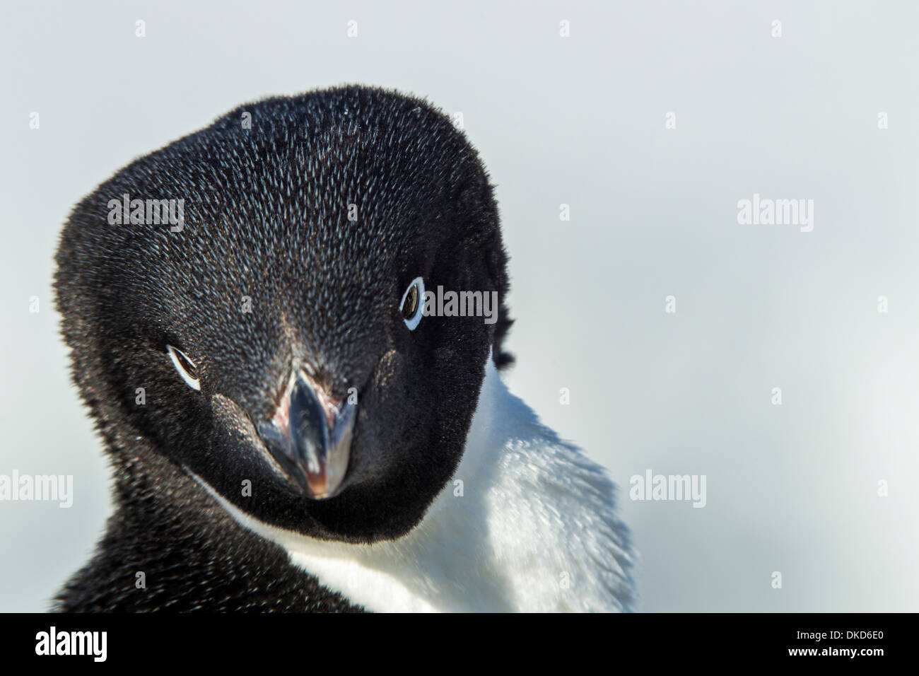 Antarctica, Petermann Island, Close-up portrait of Adelie Penguin (Pygoscelis adeliae) on snow-covered rookery Stock Photo