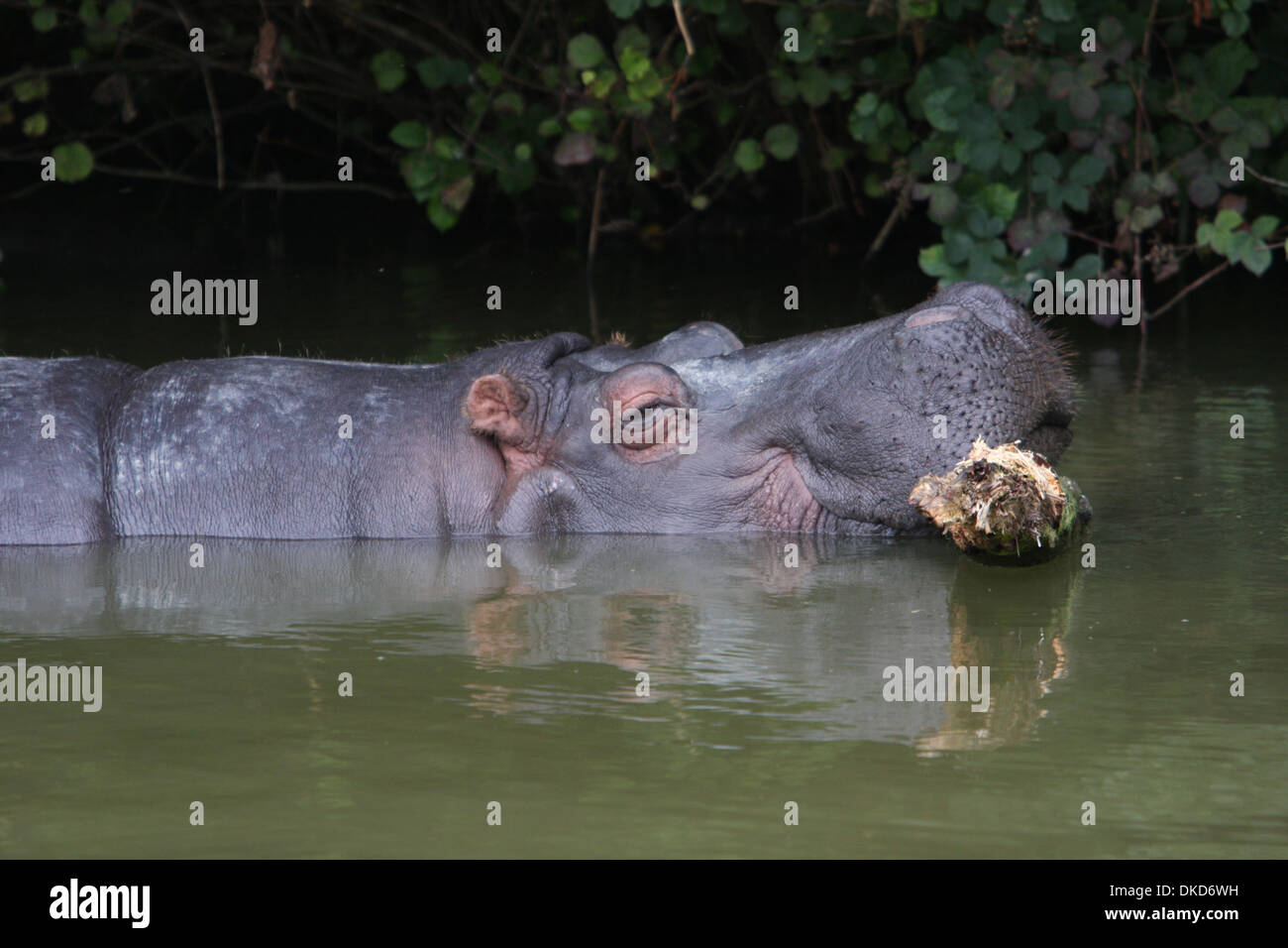 A Hippo In Water Resting It's Head On A Log Stock Photo