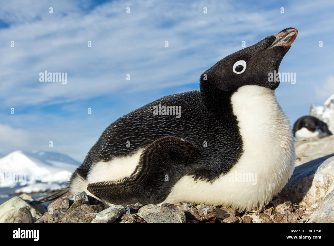 Antarctica, Petermann Island, Adelie Penguin (Pygoscelis adeliae ...
