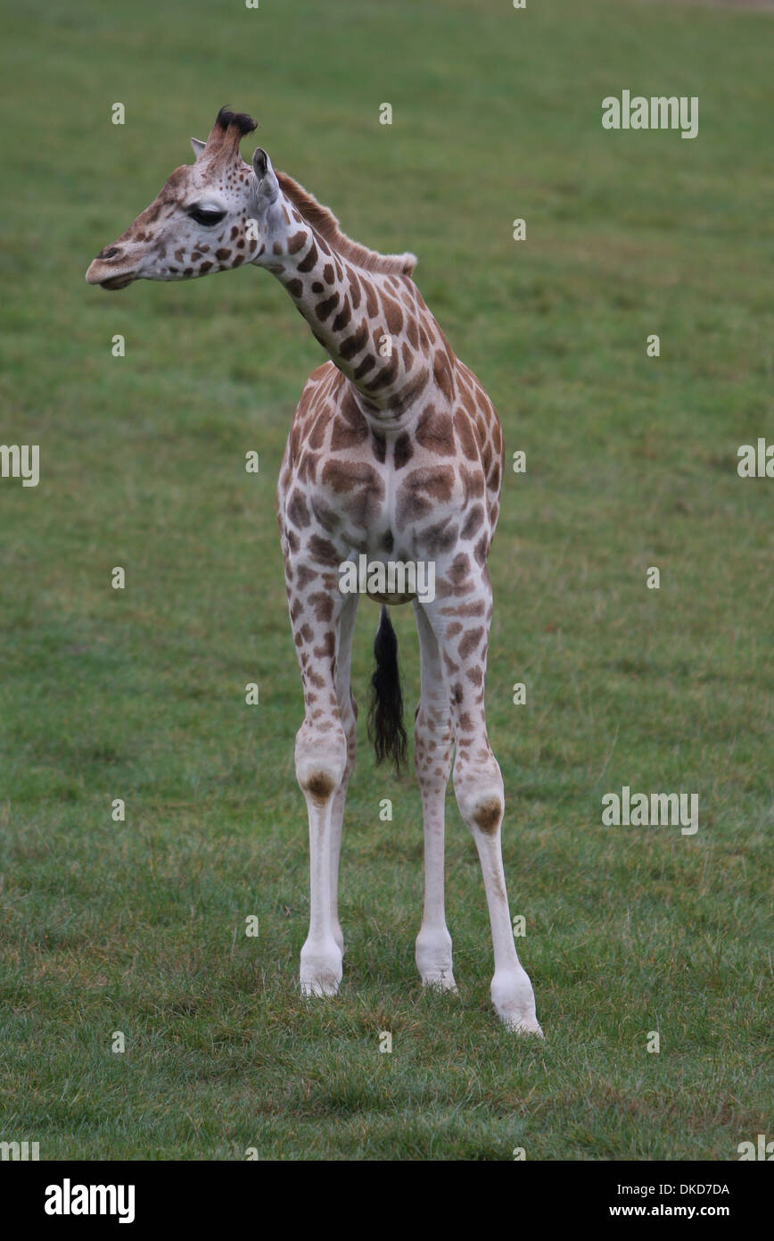 A Young Giraffe In a Field Stock Photo