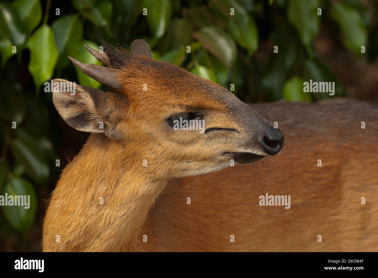 red forest duiker small deer like antelope Africa Guinea Stock Photo