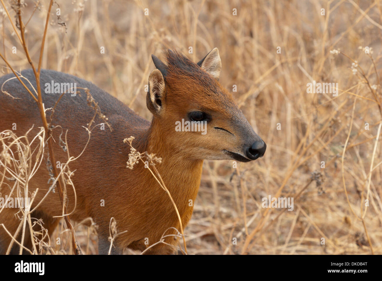 red forest duiker small deer like antelope Africa Guinea Stock Photo