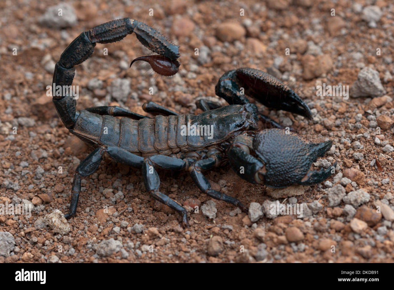 scorpion black poison venom dangerous stinging Stock Photo