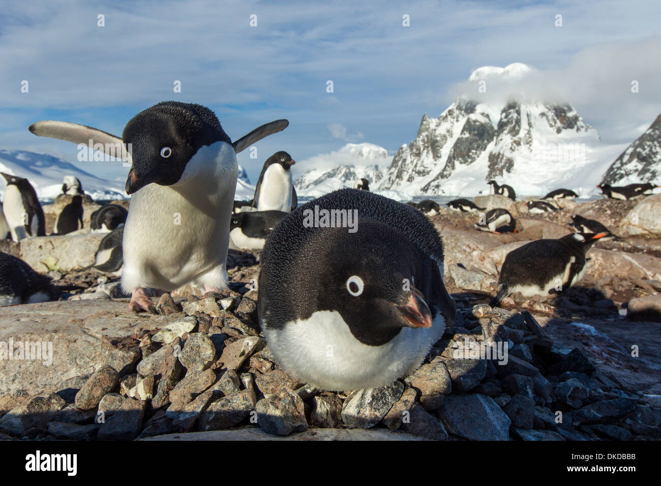 Antarctica, Petermann Island, Adelie Penguins (Pygoscelis adeliae ...
