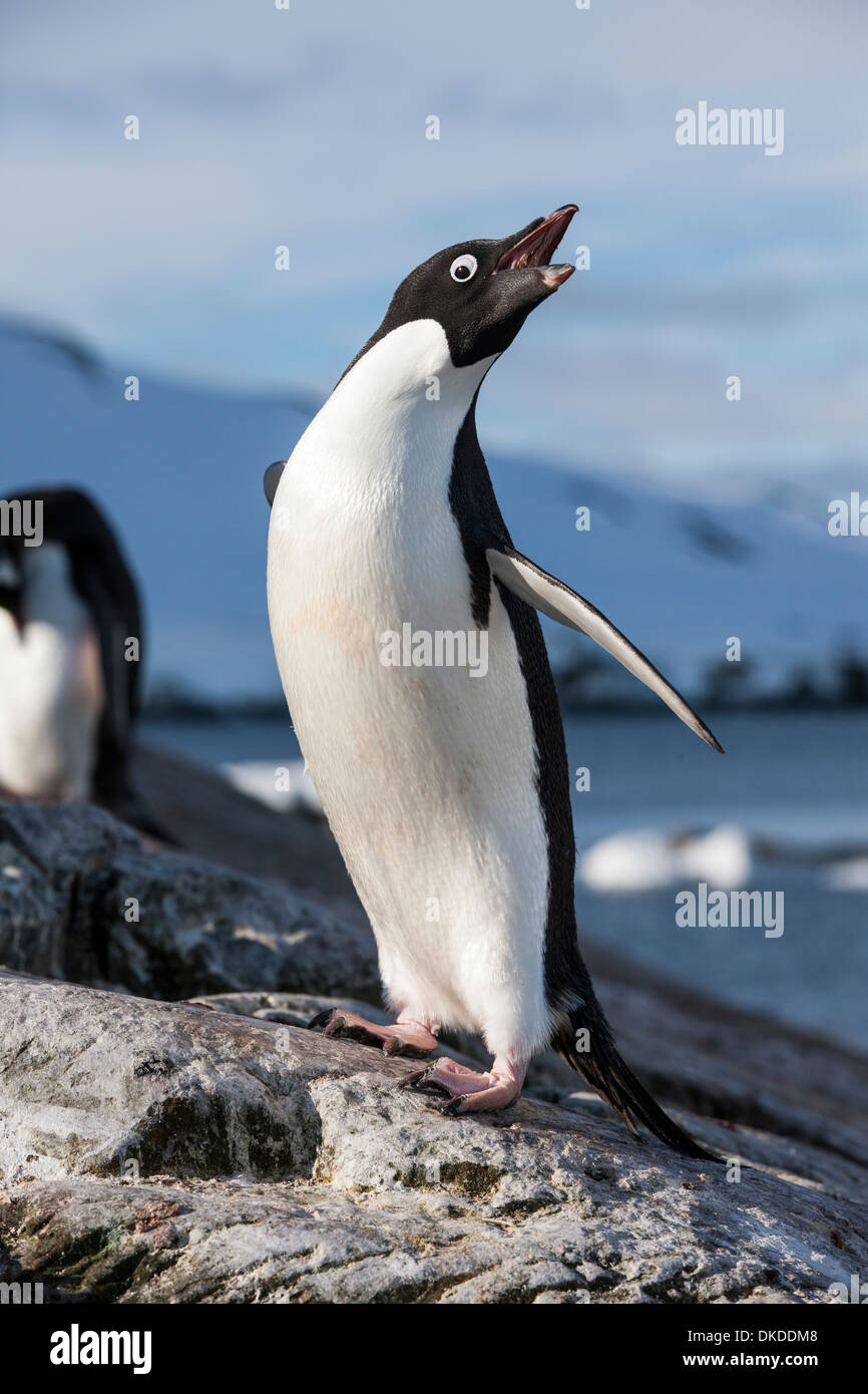 Antarctica, Petermann Island, Adelie Penguin (Pygoscelis adeliae) standing at edge of rocky rookery along Penola Strait Stock Photo