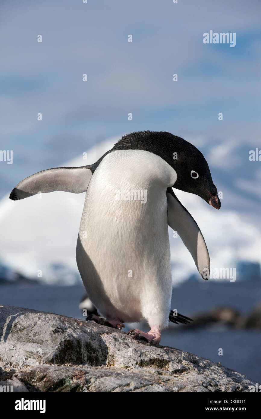 Antarctica, Petermann Island, Adelie Penguin (Pygoscelis adeliae) standing on rocky shoreline Stock Photo