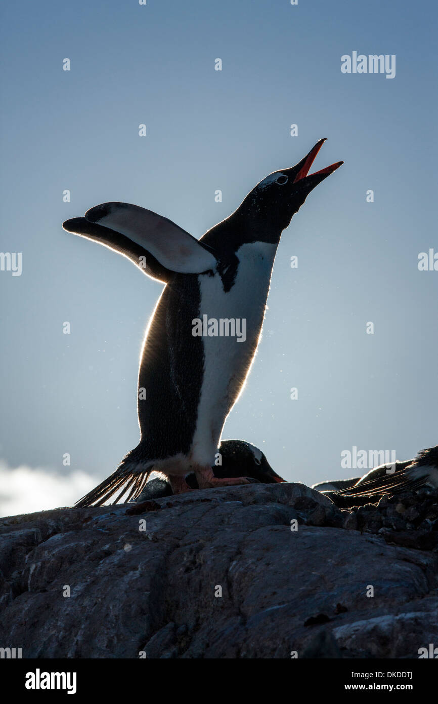 Antarctica, Petermann Island, Silhouette of Gentoo Penguin (Pygoscelis papua) standing in rookery along Penola Strait Stock Photo