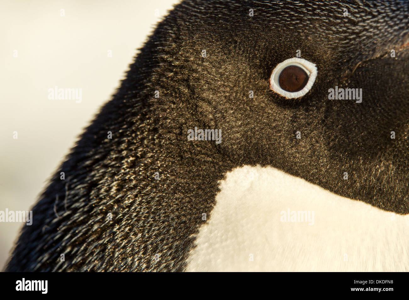 Antarctica, Petermann Island, Close-up of Adelie Penguin (Pygoscelis adeliae) eyeball and black and white head Stock Photo