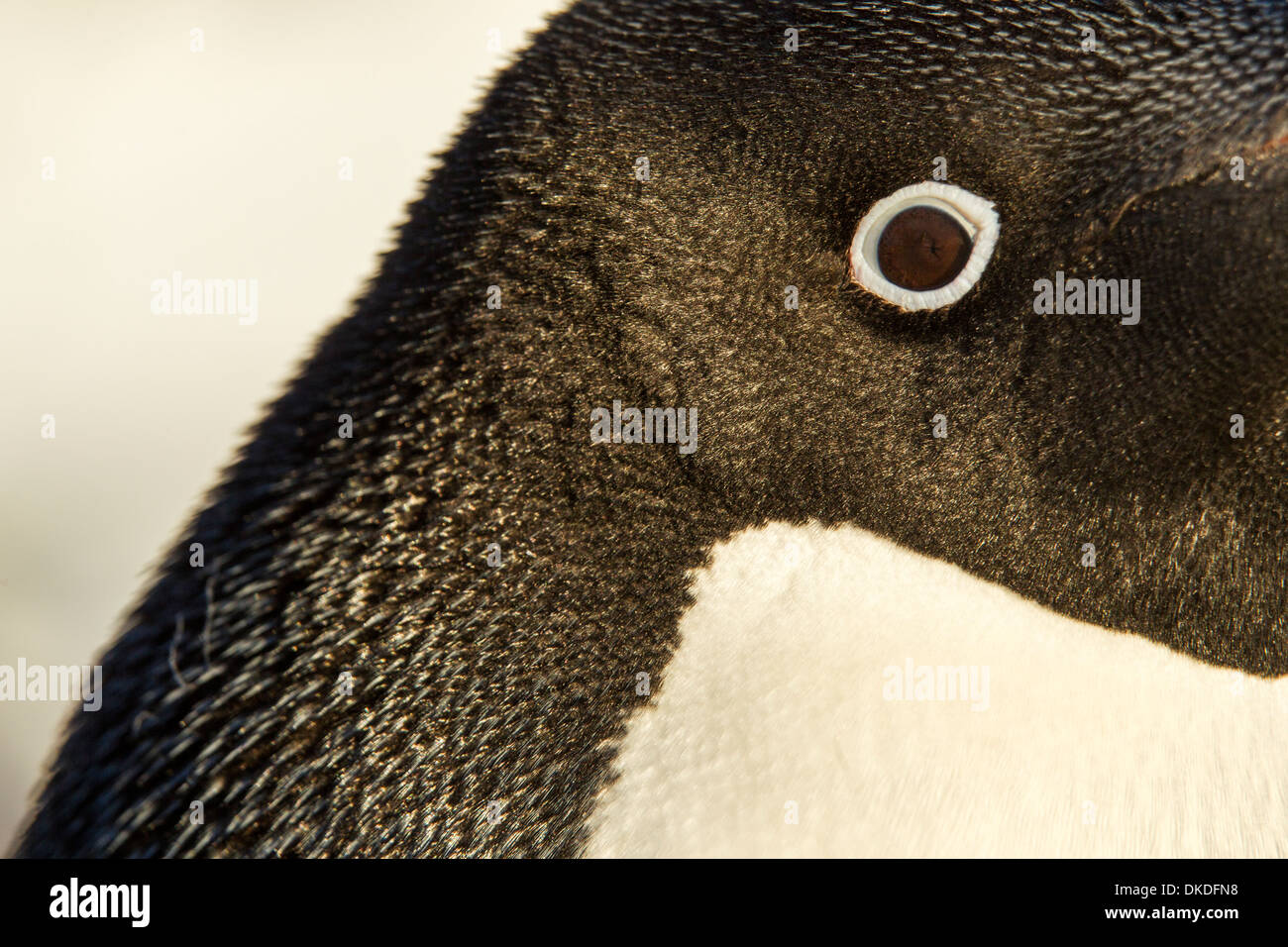Antarctica penguins hi-res stock photography and images - Alamy