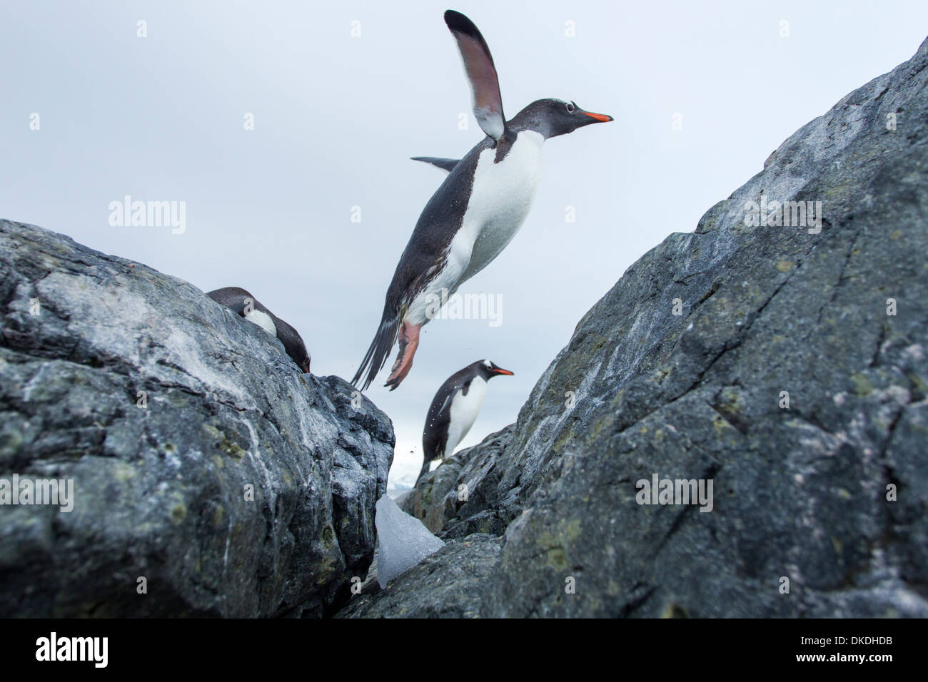 Antarctica, Cuverville Island, Gentoo Penguin (Pygoscelis papua) leaping from water onto rocky shoreline Stock Photo