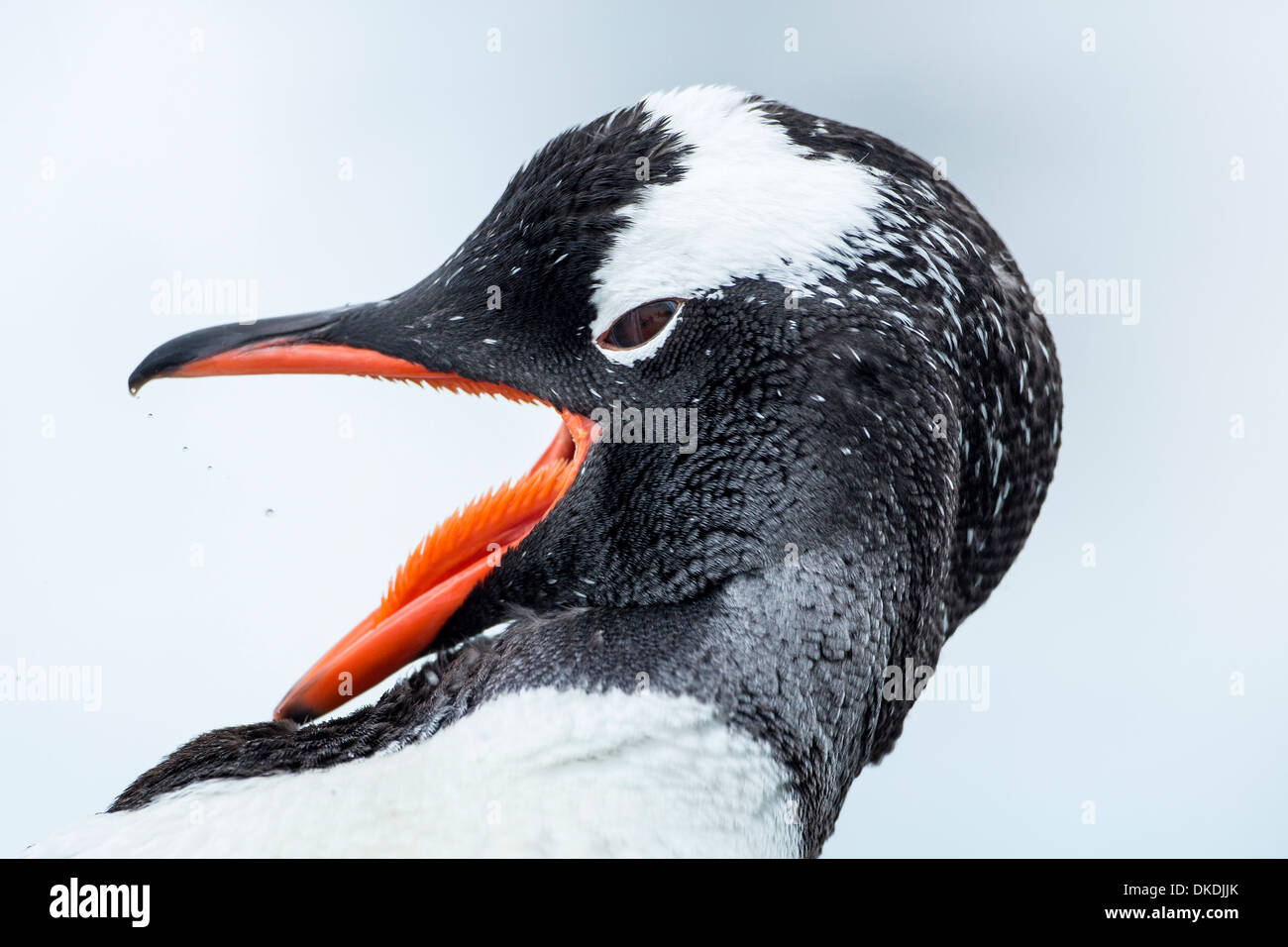 Penguin tongue hi-res stock photography and images - Alamy