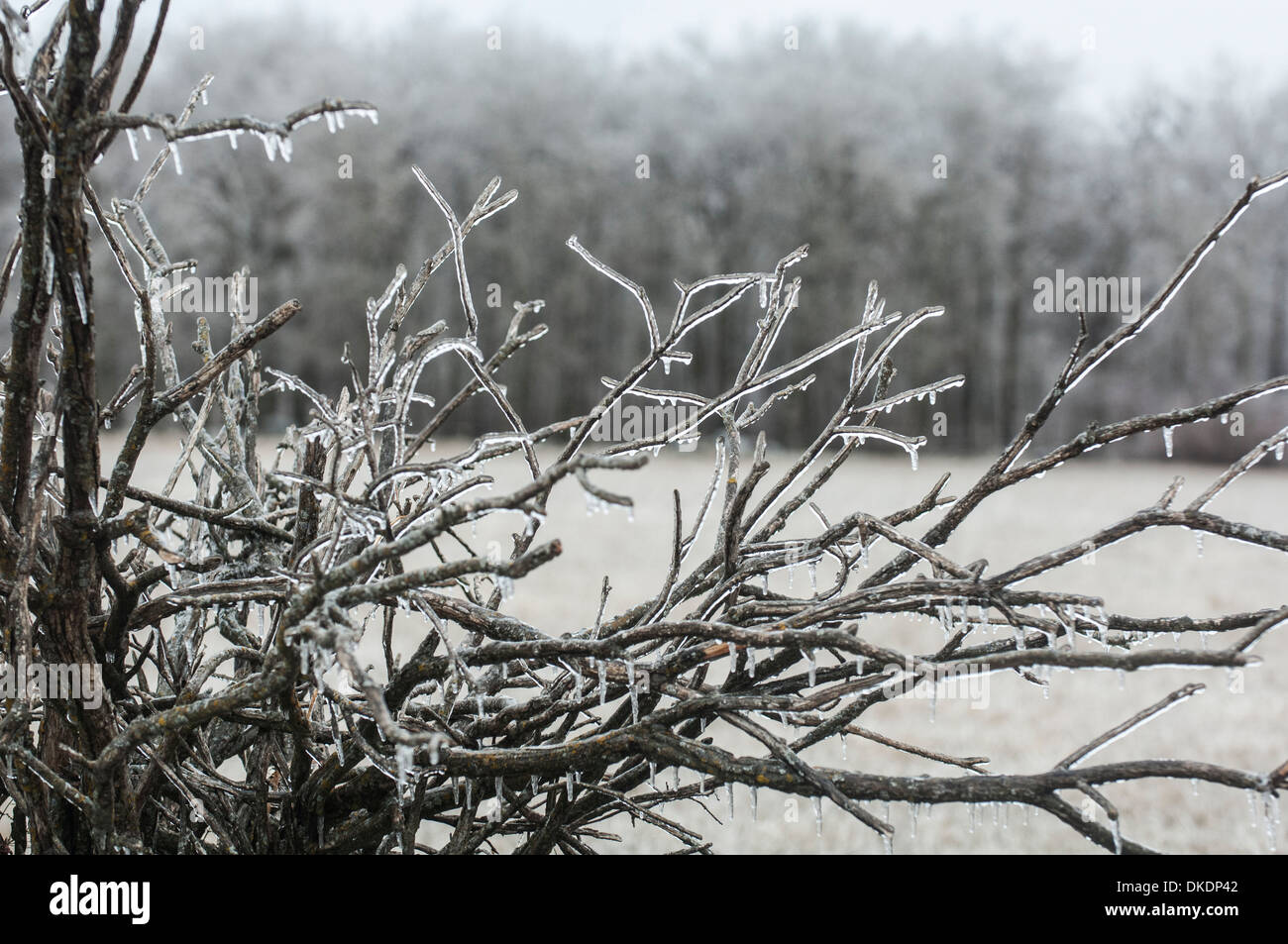 Willow branches covered in ice and icicles after a freezing rain weather event Stock Photo