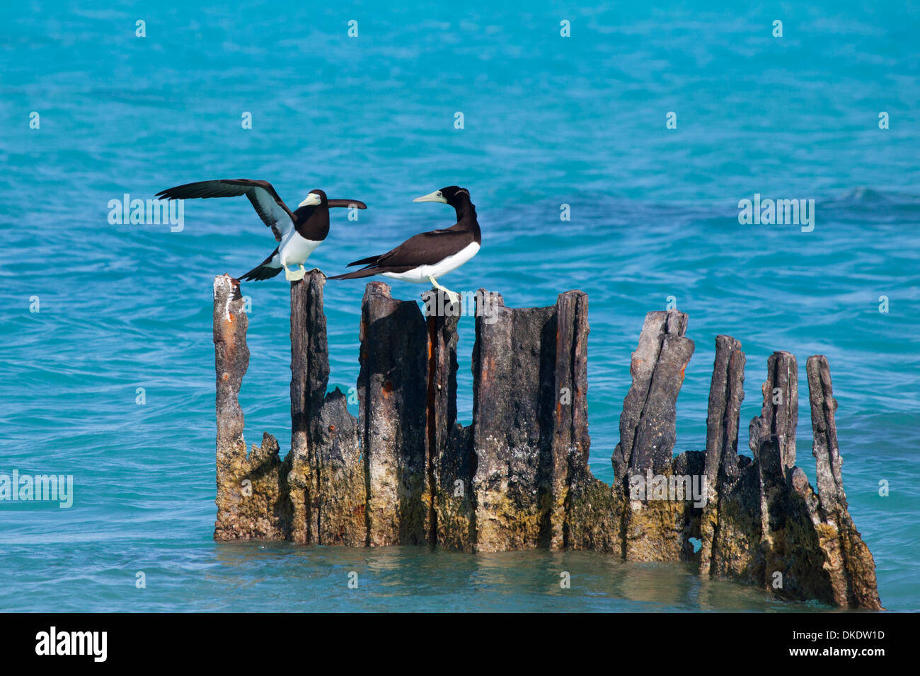 Brown Boobies (Sula leucogaster) perched on rusty old pilings in Papahanaumokuakea Marine National Monument Stock Photo