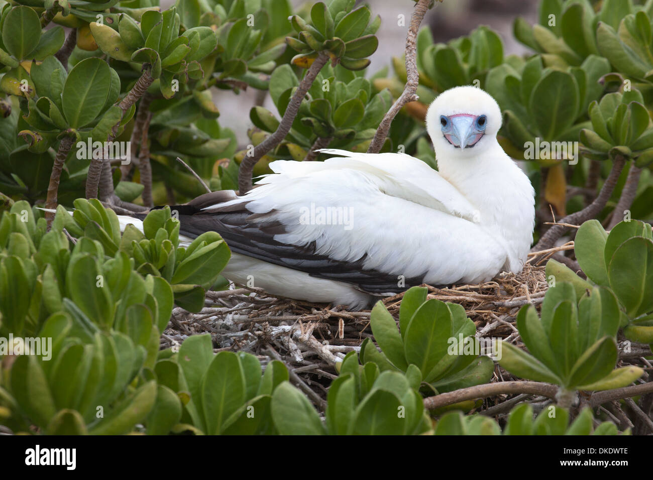 Red-footed Booby (Sula sula rubripes), white colour morph on nest in shrub, Papahanaumokuakea Marine National Monument Stock Photo