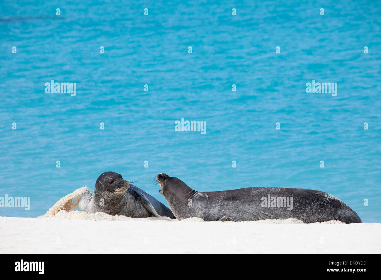 Hawaiian Monk Seals, one flipping sand while the other barks on Sand Island in Papahanaumokuakea Marine National Monument (Neomonachus schauinslandi) Stock Photo