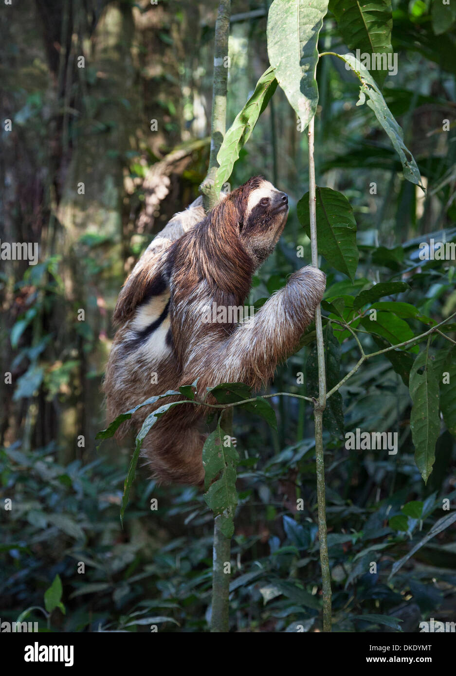 Brown-throated Three-toed Sloth (Bradypus variegatus) climbing on tree in tropical rain forest, Costa Rica Stock Photo