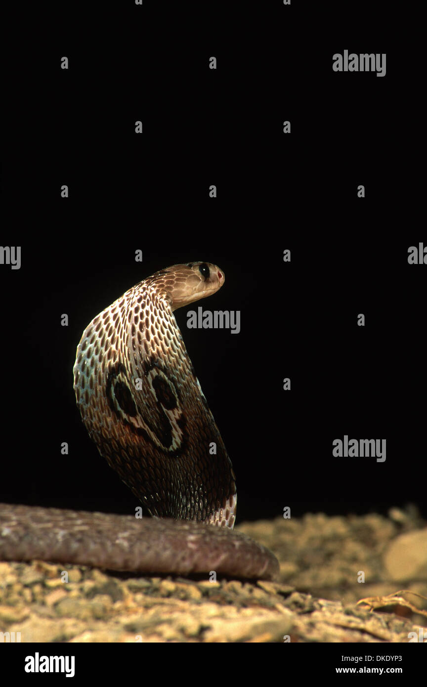 Indian Cobra (Naja naja polyocellata) Stock Photo