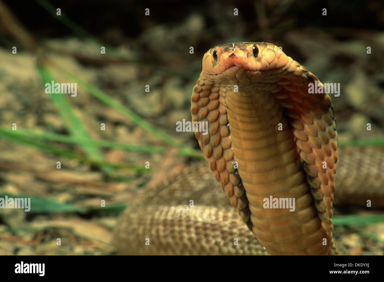 Cobra naja hi-res stock photography and images - Page 3 - Alamy