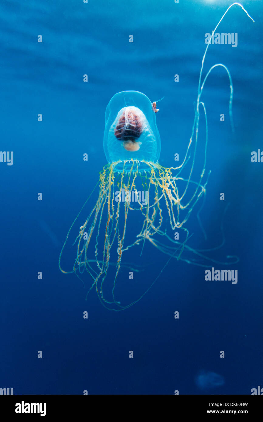 Chile, Diego Ramirez Island, Underwater view of Box Jellyfish (Cubomedusa) in Drake Passage Stock Photo