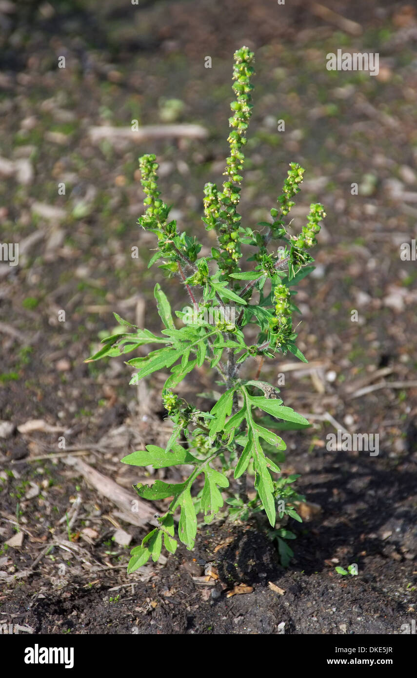 Ambrosia - Common Ragweed 12 Stock Photo
