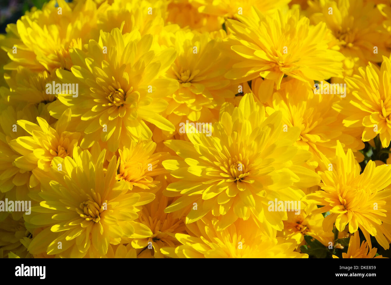 Chrysantheme - chrysanthemum 16 Stock Photo