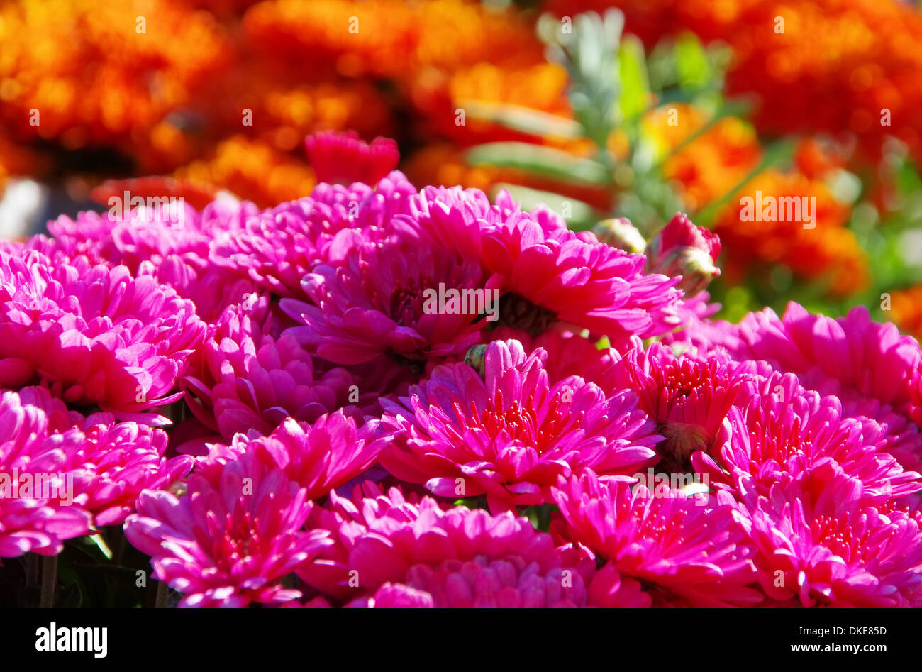 Chrysantheme - chrysanthemum 20 Stock Photo