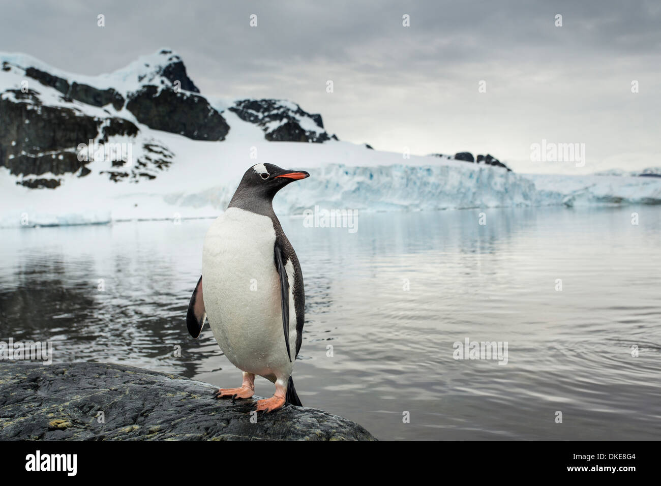 Antarctica, Cuverville Island, Gentoo Penguin (Pygoscelis papua) standing along rocky shoreline overlooking Ronge Island Stock Photo