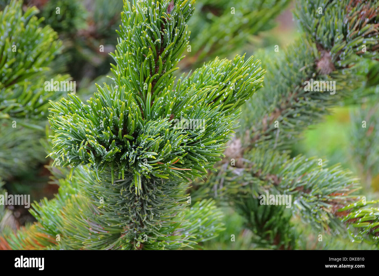 Grannenkiefer - Rocky Mountain Bristlecone Pine 02 Stock Photo