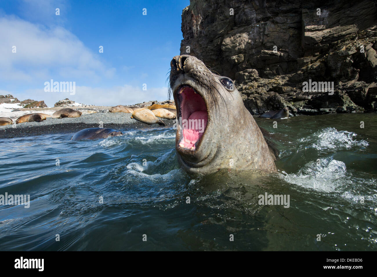 Antarctica, Elephant Seal (Mirounga leonina) opens mouth while bellowing in shallows by Livingstone Island Stock Photo