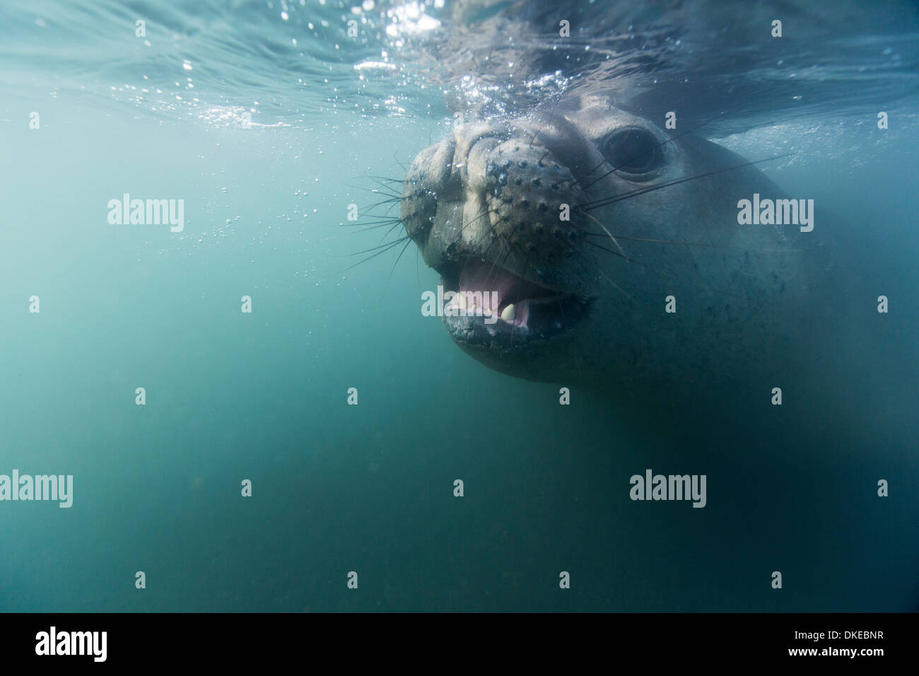 Antarctica, Underwater view of Elephant Seal (Mirounga leonina) swimming in shallows by Livingstone Island Stock Photo