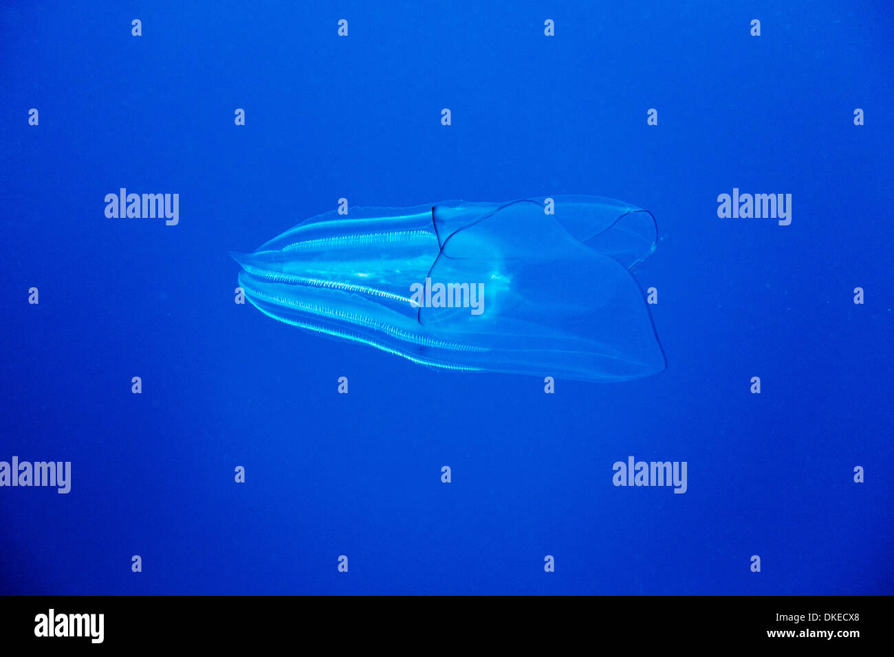 Comb jellyfish hires stock photography and images Alamy
