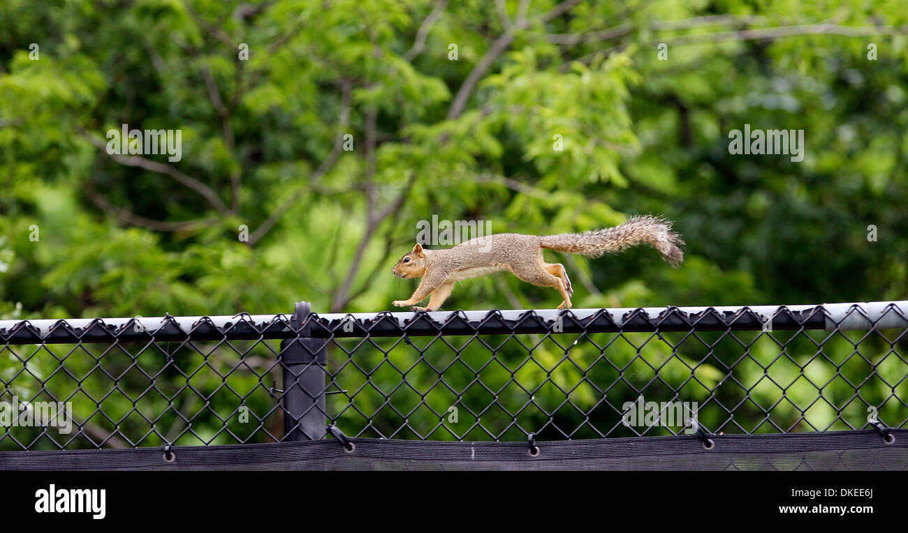 FOR SPORTS - A squirrel runs across a fence during the UIL State Tennis Tournament held Monday May 11, 2009 at Penick-Allison Courts in Austin, Tx. (Credit Image: © San Antonio Express-News/ZUMA Press) Stock Photo