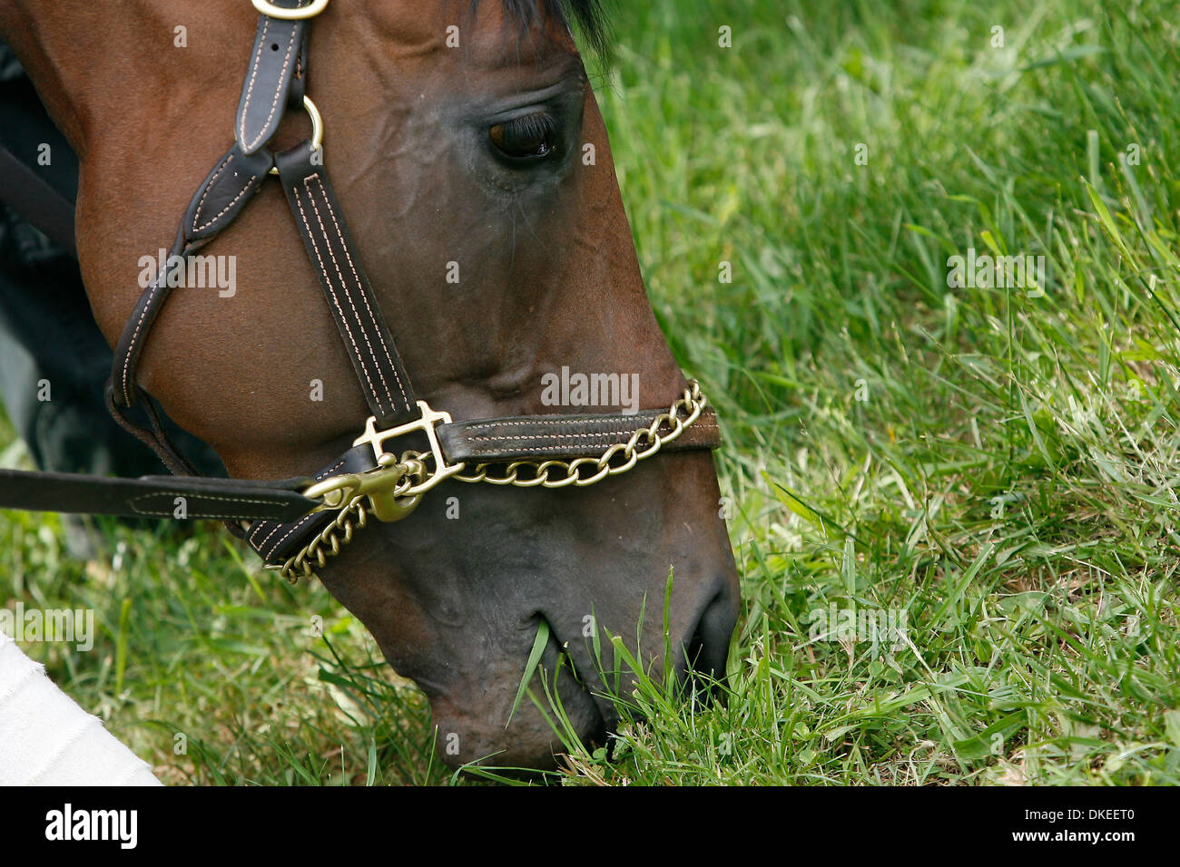 May 13, 2009 Baltimore, Maryland, USA Hall of Fame trainer D. Wayne