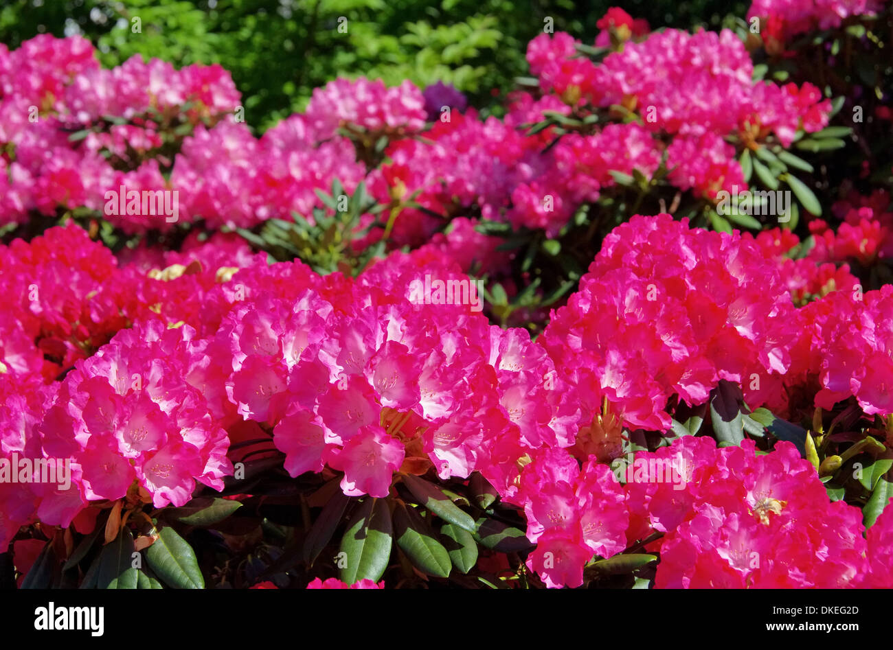 Rhododendron background hi-res stock photography and images - Alamy