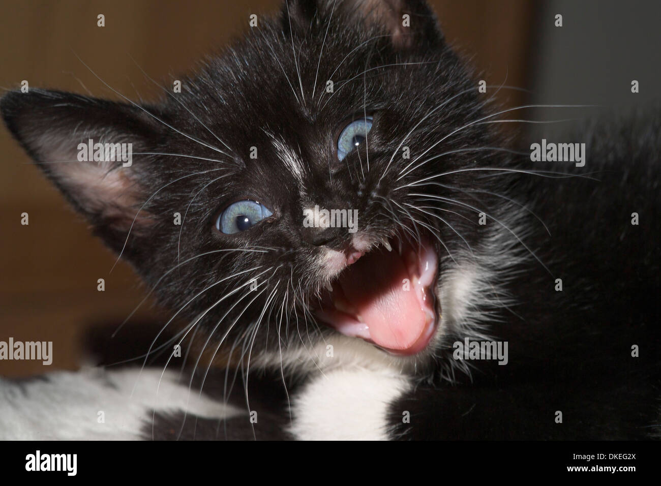 Black and white kitten with blue eyes looking angry Stock Photo Alamy