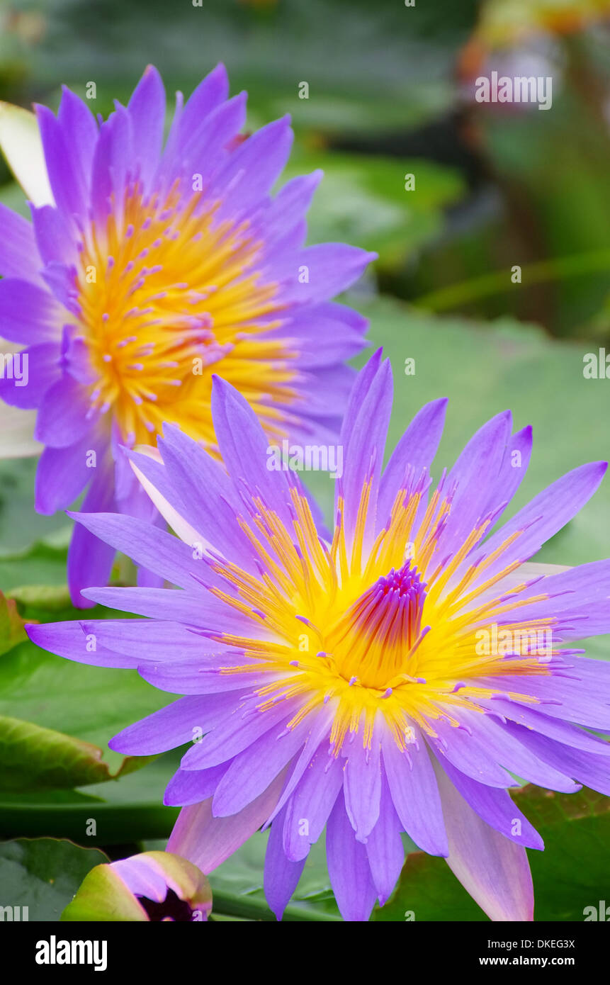 Water marsh lily hires stock photography and images Alamy