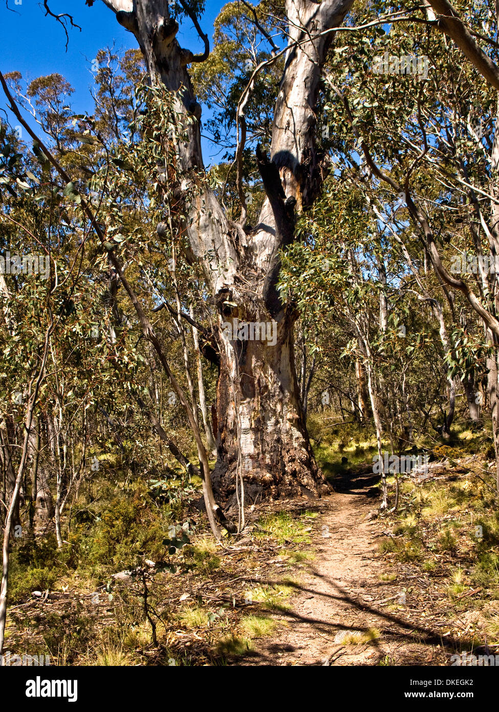Walking track through the bush, Snowy Mountains, NSW, Australia Stock Photo