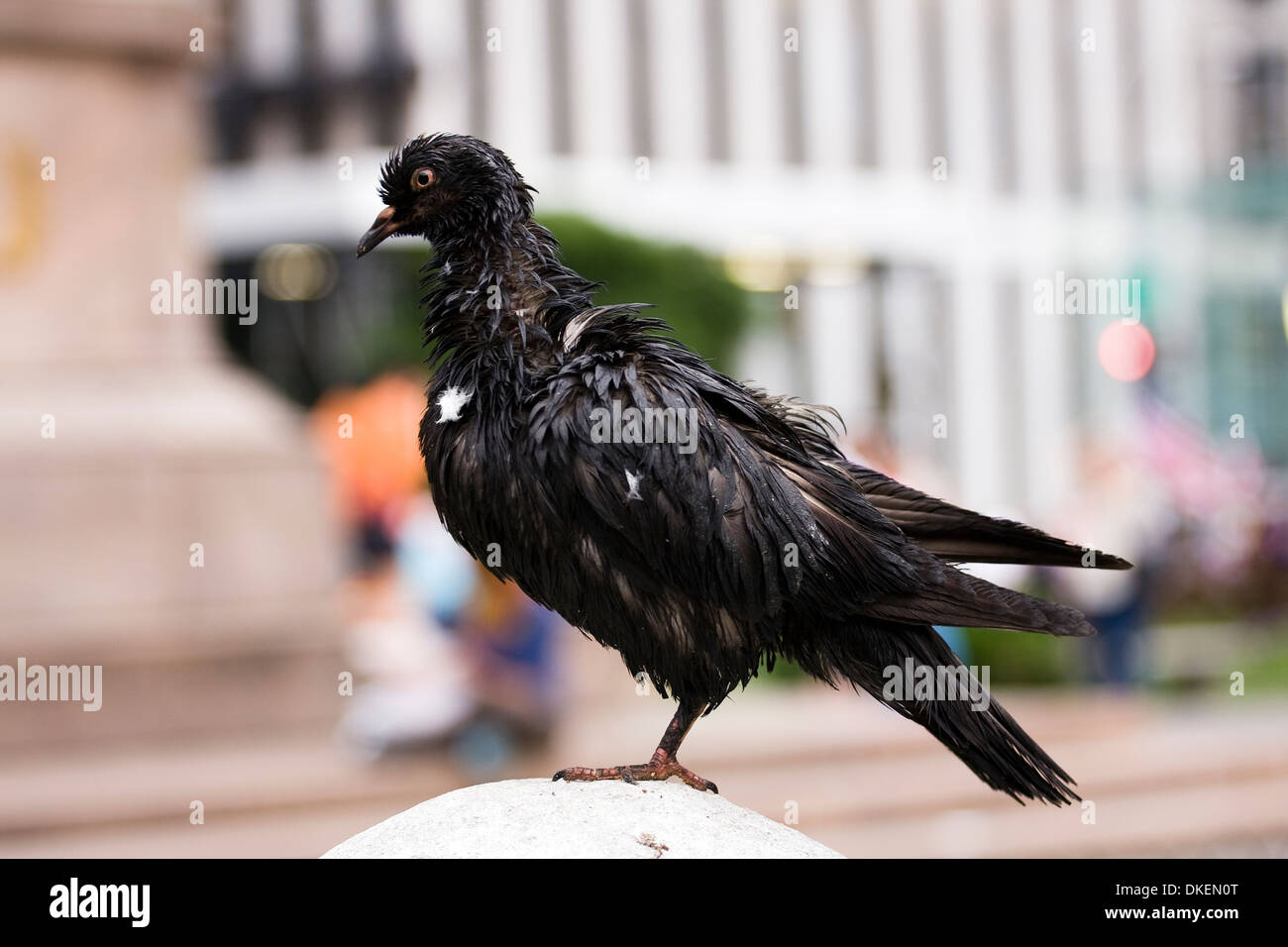 Wet and dirty one legged Rock Pigeon that is diseased and ailing from the effects of an illness Stock Photo