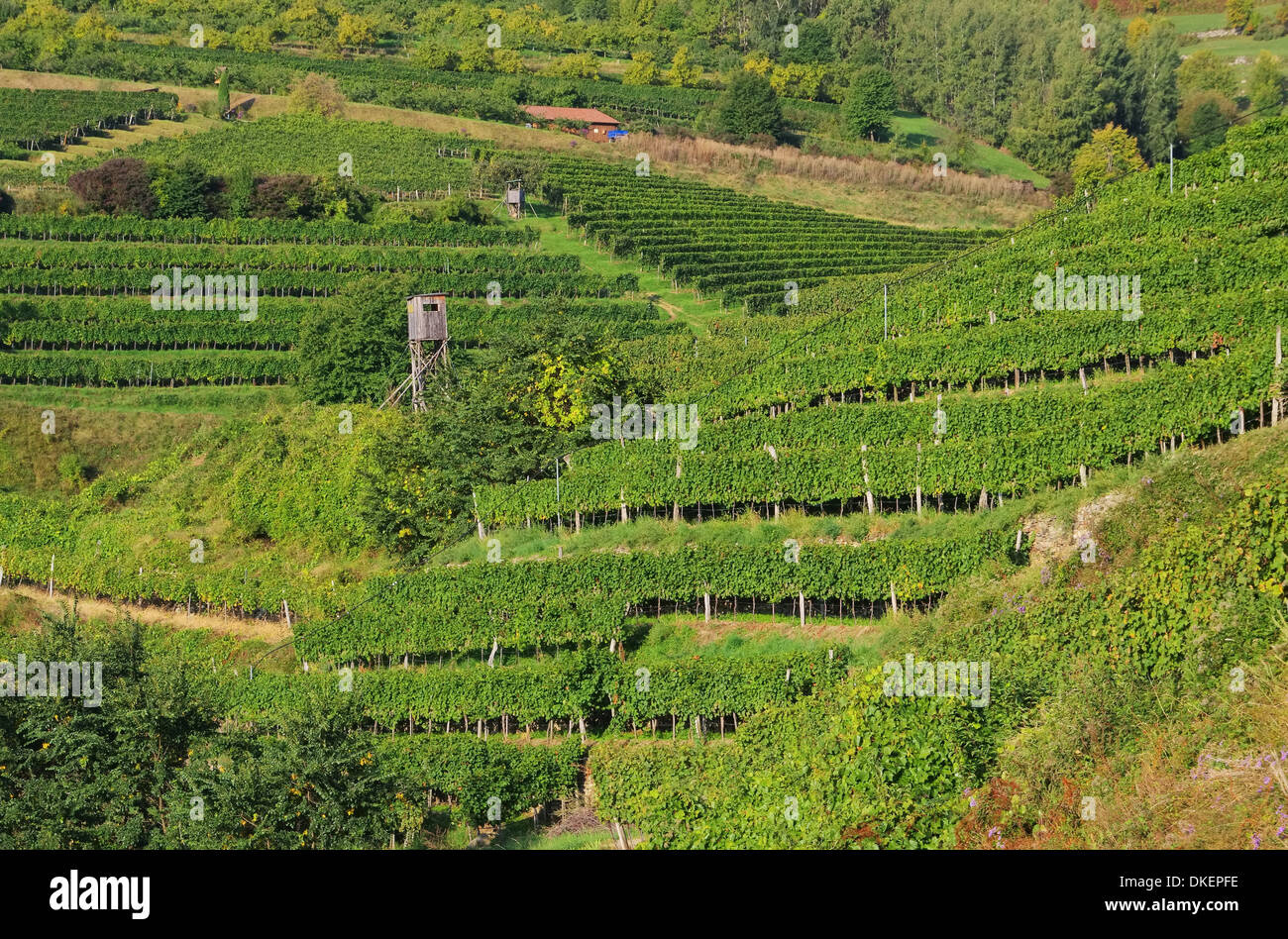 Wachau Weinberg - Wachau vineyard 05 Stock Photo