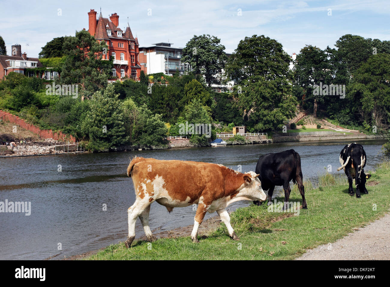 Cattle grazing on the banks of the River Dee in Chester, England,with riverside properties in the background. Stock Photo
