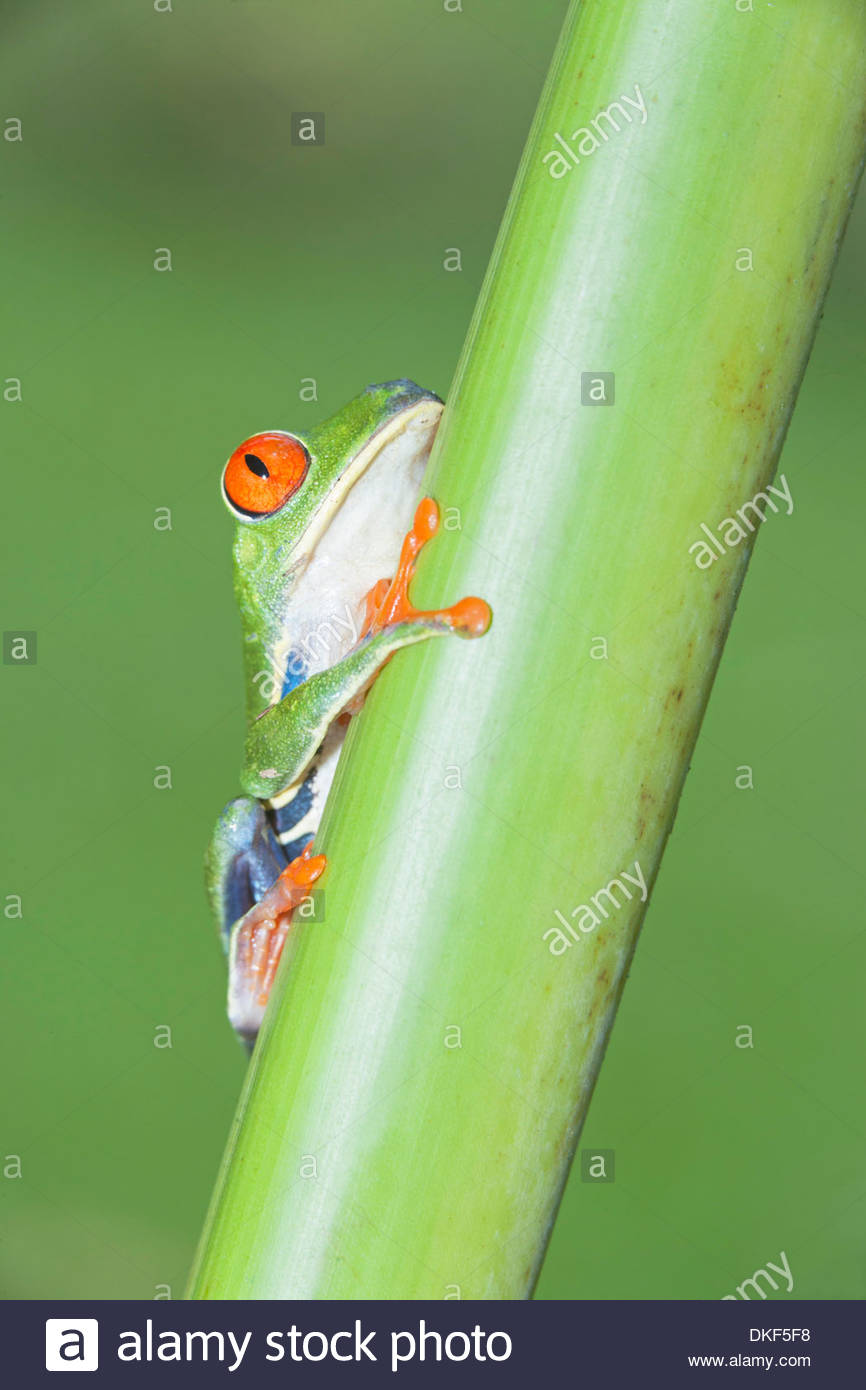 Red-eyed tree frog (Agalychnis Callidryas) on stem, Costa Rica Stock Photo