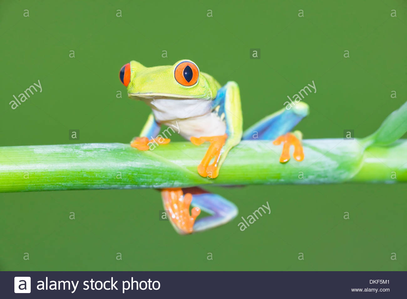 Red-eyed tree frog (Agalychnis Callidryas) on plant stem, Costa Rica Stock Photo