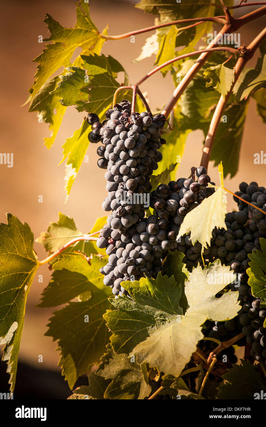 Black grapes on vine Stock Photo Alamy
