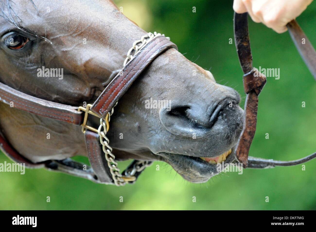 Aug 17, 2009 Saratoga Springs, New York, USA Kentucky Derby winner
