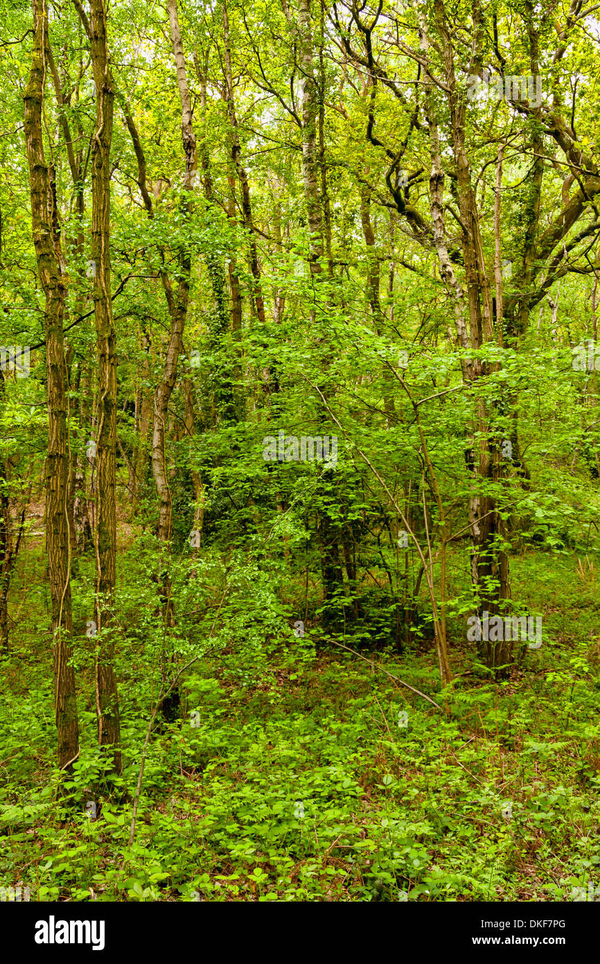 woodland in Hampshire, UK Stock Photo Alamy