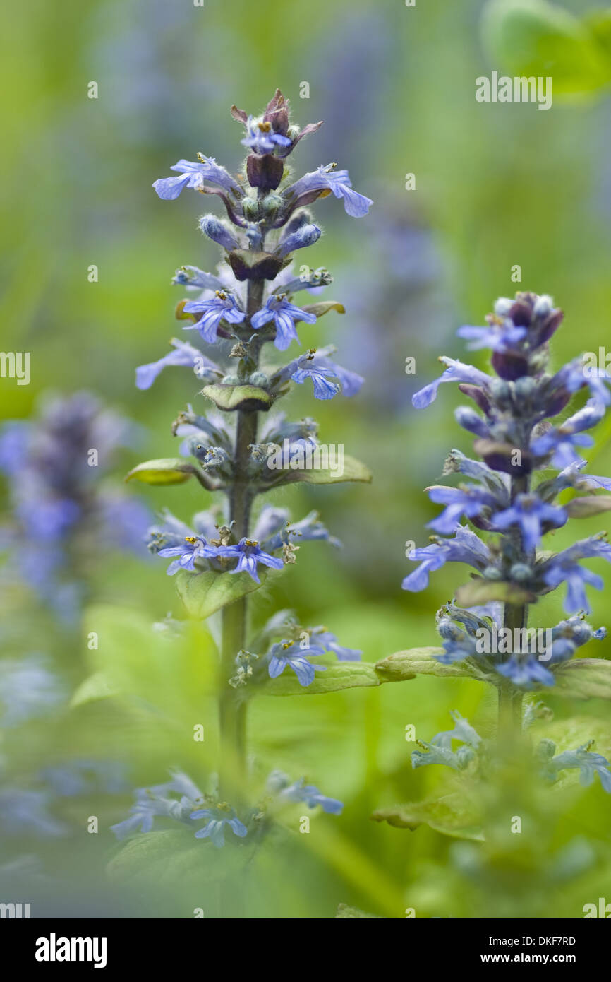 common bugle, ajuga reptans Stock Photo Alamy